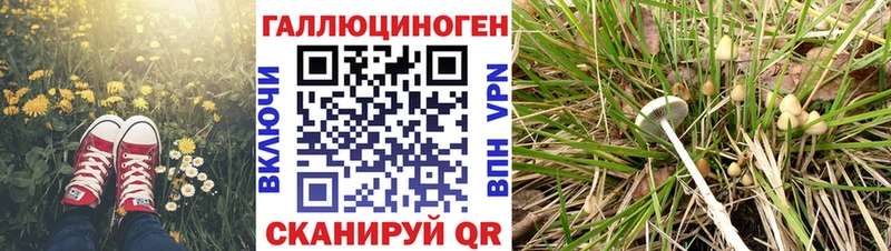 сколько стоит  Туран  Псилоцибиновые грибы MAGIC MUSHROOMS 